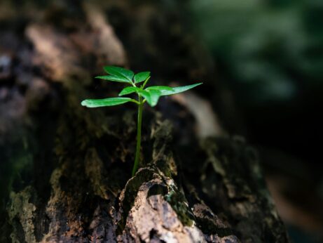 https://www.pexels.com/photo/selective-focus-photo-of-green-plant-seedling-on-tree-trunk-1151418/