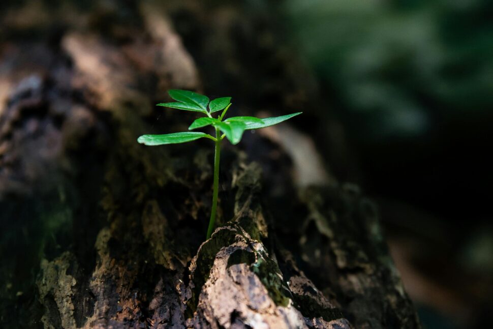 https://www.pexels.com/photo/selective-focus-photo-of-green-plant-seedling-on-tree-trunk-1151418/