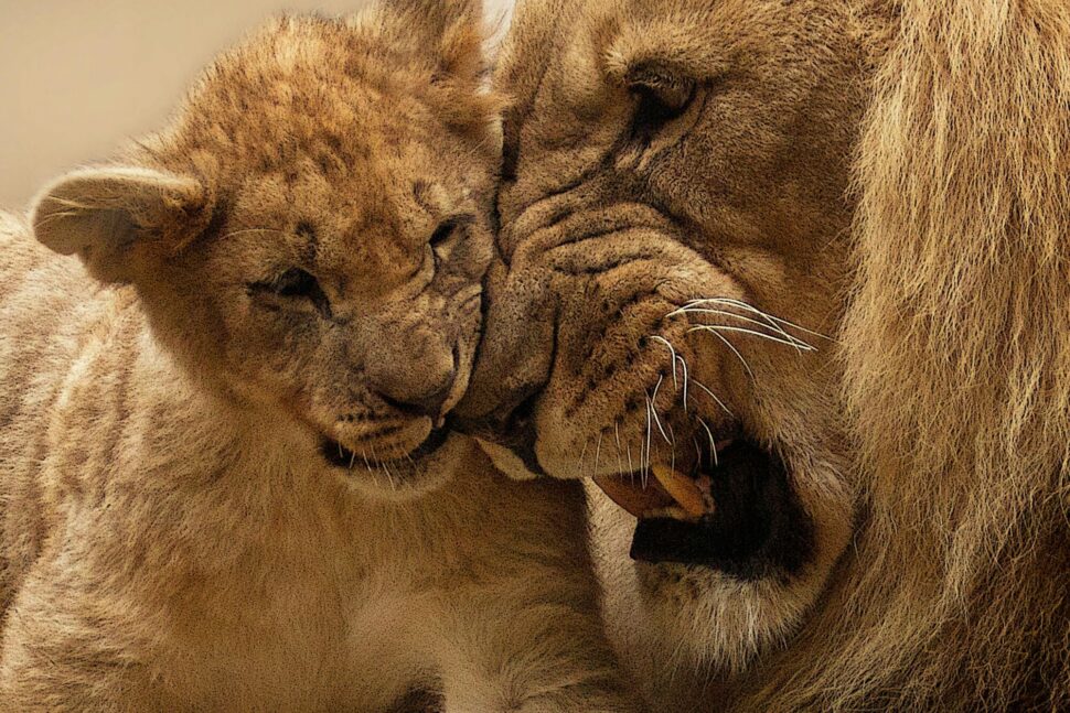 https://www.pexels.com/photo/adult-lion-playing-with-lion-cub-40803/